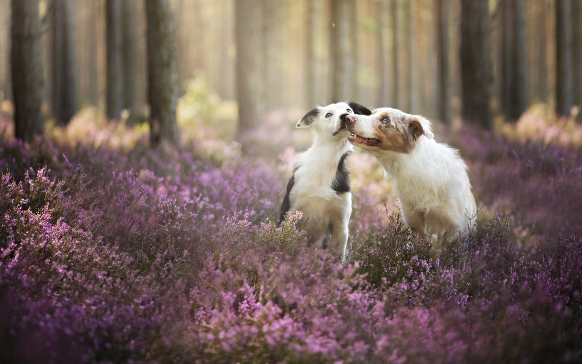 hunde blume natur im freien gras säugetier lavendel