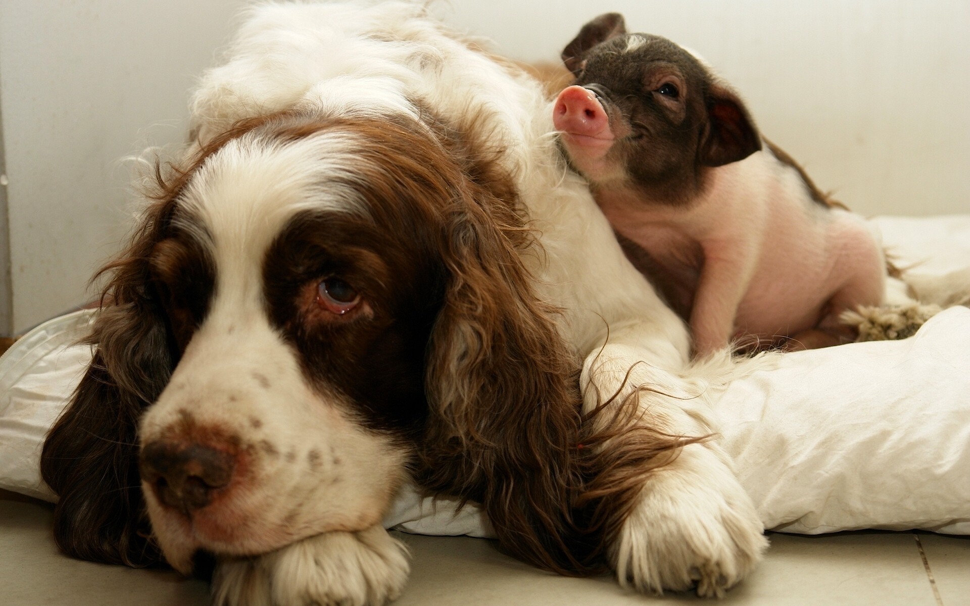 dogs dog mammal cute pet canine puppy portrait animal domestic sit little funny adorable one pig friendship