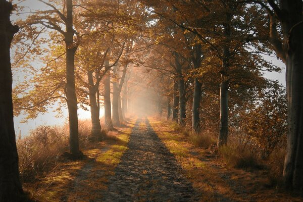 Natur Straße Herbst Bäume