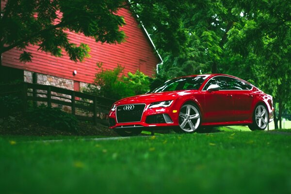 Cherry Audi no campo da natureza