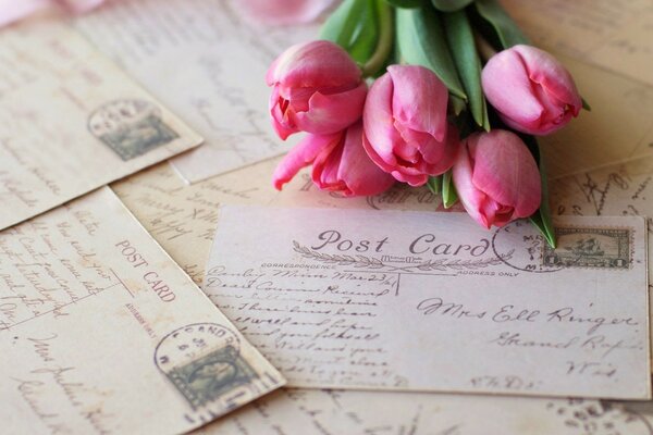 Pink tulips and vintage postcards