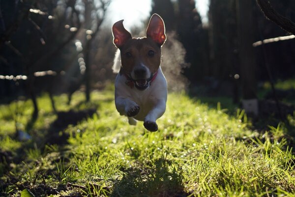 Kleiner Hund im Flug an einem sonnigen Sommertag