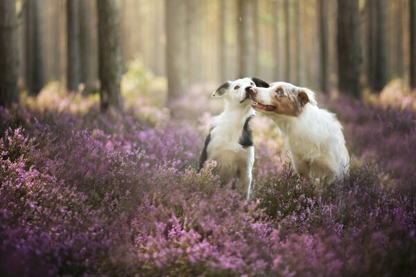 A couple of dogs frolicking among the flowering grass