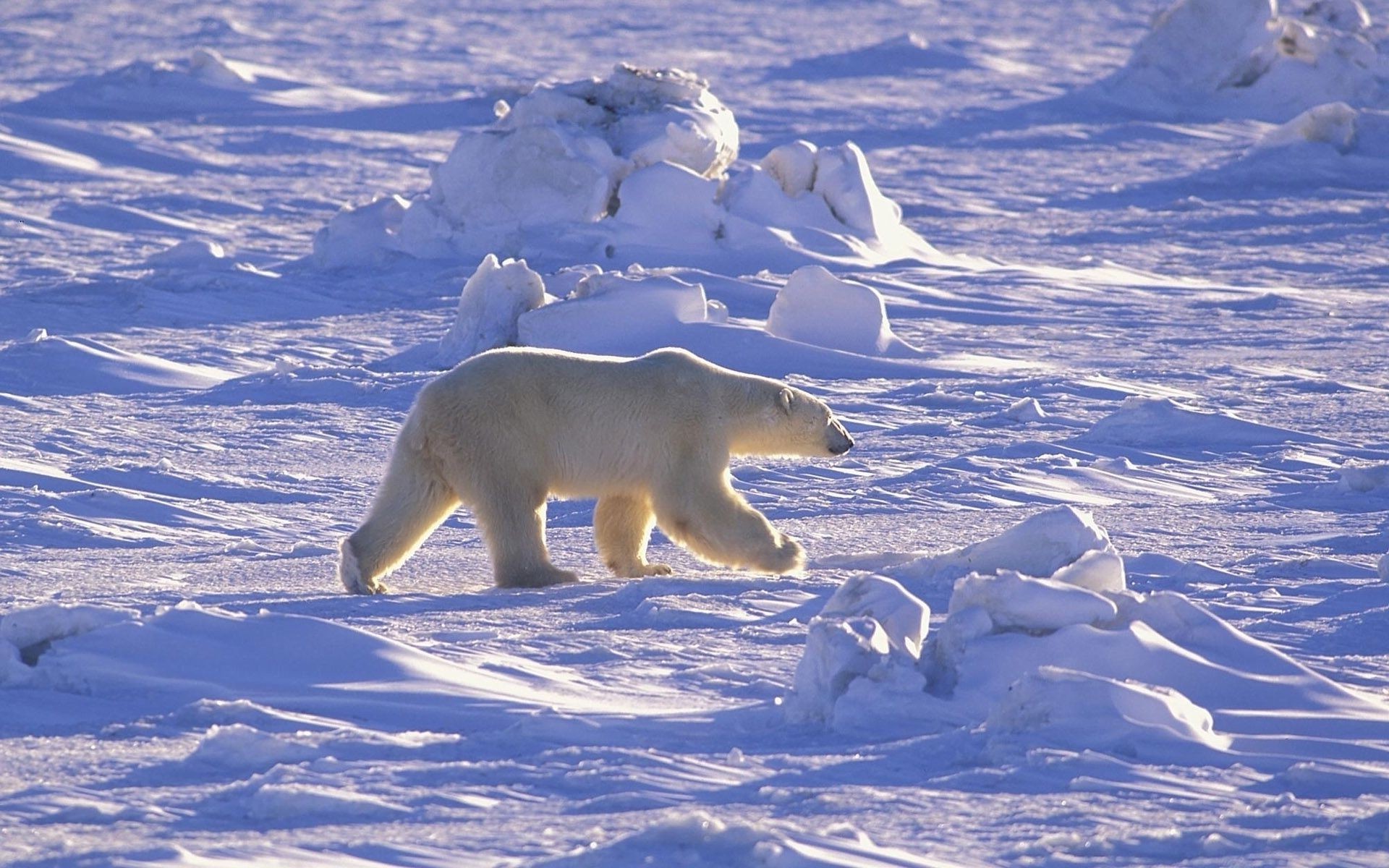 bears snow winter frosty ice cold polar frozen frost nature outdoors water mammal landscape wildlife