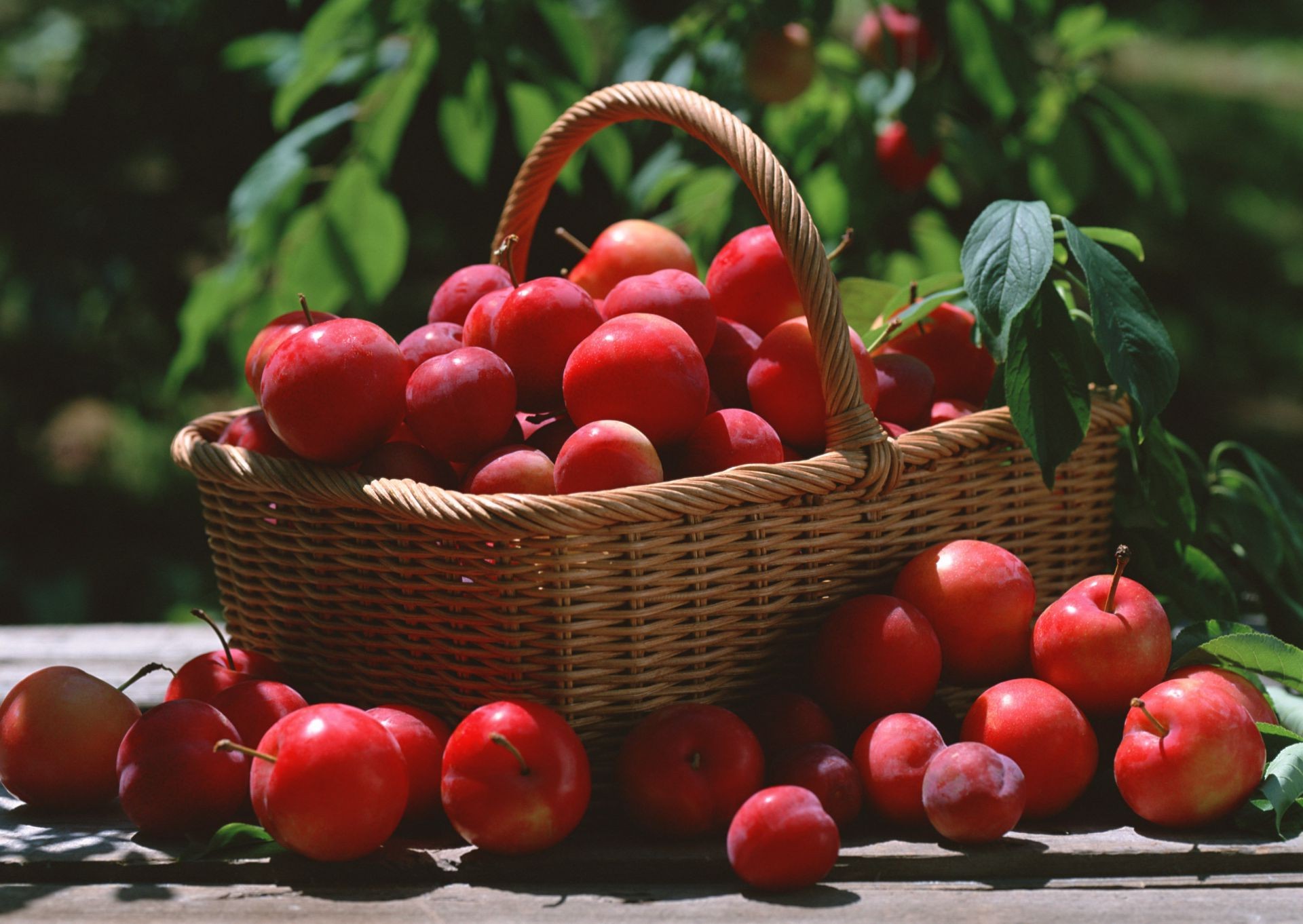 bagas frutas comida cesta cereja suculento jardim baga pasto crescer saudável vime folha saúde vegetal comida festa mercado muitos agricultura