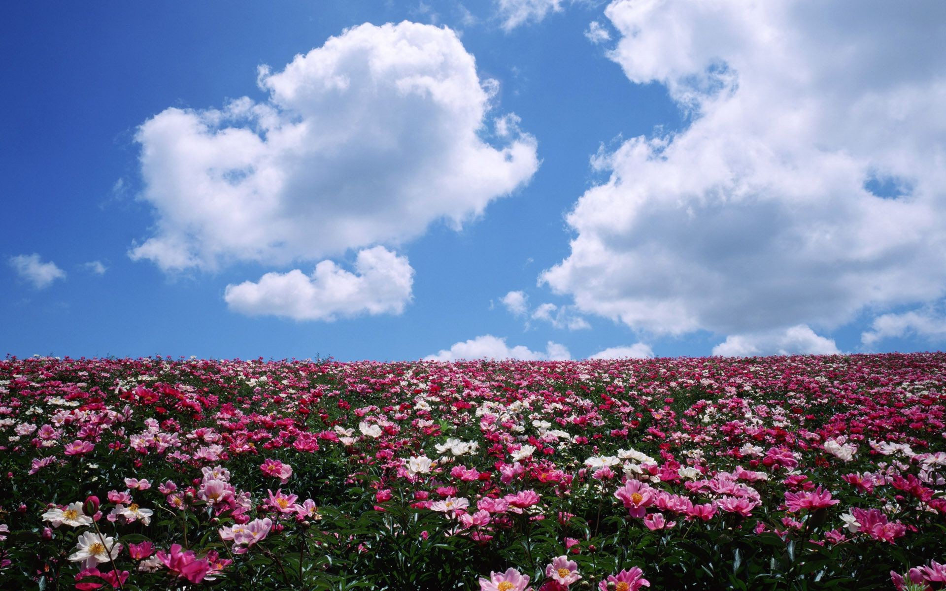 field of flowers flower nature summer outdoors landscape flora growth sky field bright rural grass leaf fair weather garden hayfield sun color floral