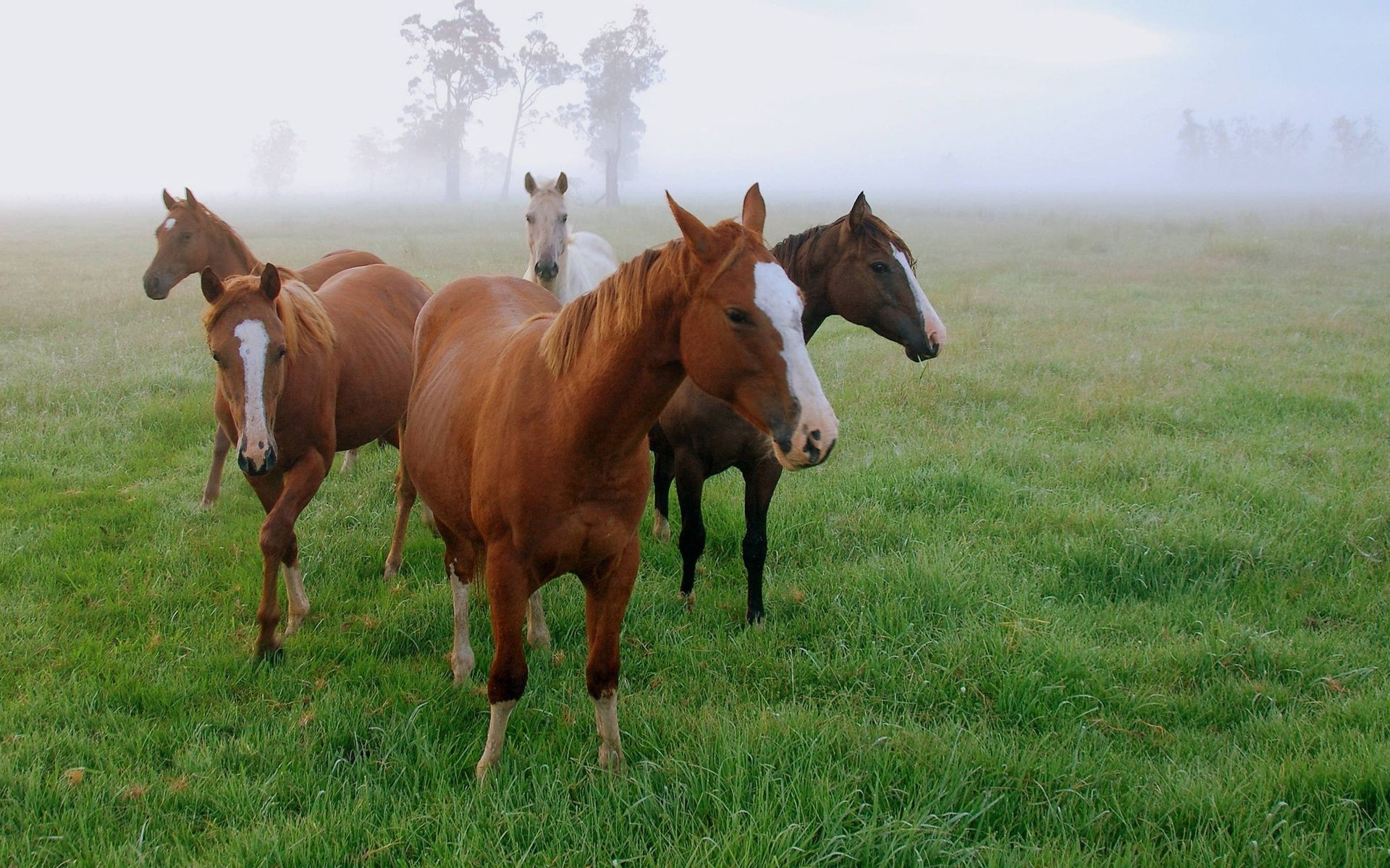 cavalo mamífero cavalo mare pasto feno grama cavalaria fazenda animal campo garanhão criação de cavalos agricultura equestre pastagem gado manet potro rural rebanho