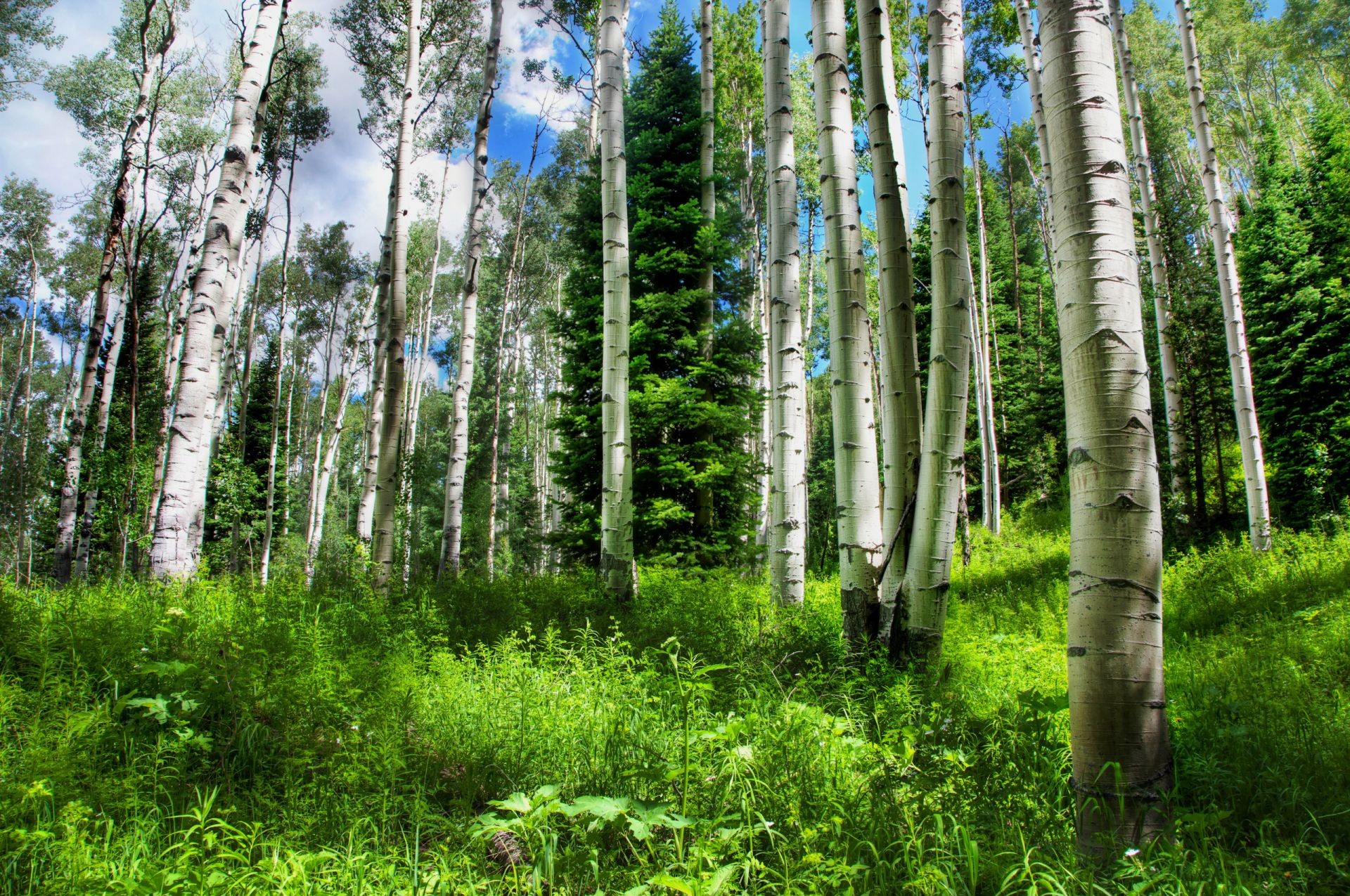 summer wood nature landscape tree environment leaf birch flora trunk outdoors lush bark wild fair weather park ecology rural season