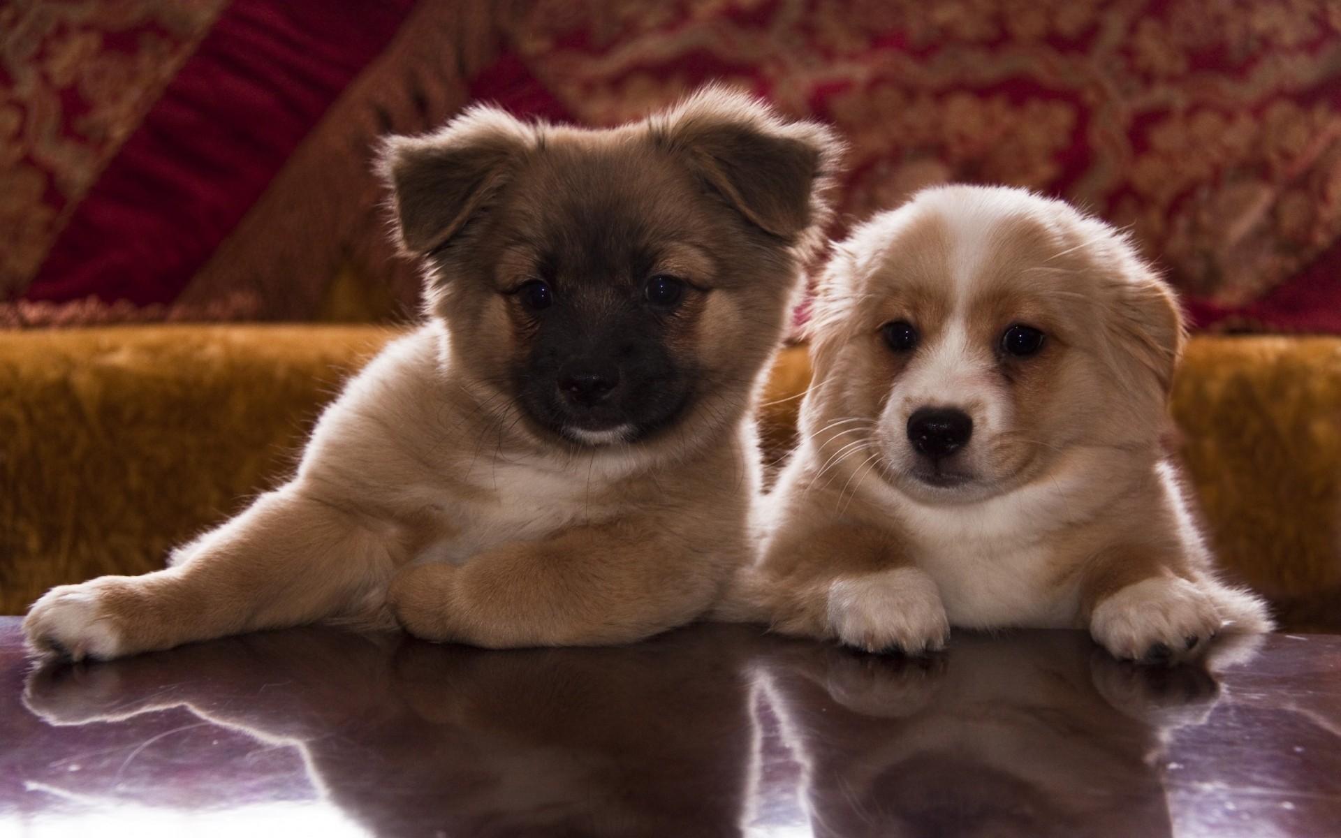 cani cane canino animale domestico cucciolo mammifero carino ritratto domestico animale razza uno piccolo sedersi purosangue pelliccia cuccioli