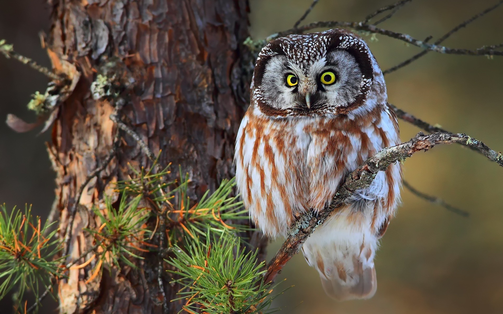 eule natur vogel baum tierwelt tier wild holz im freien