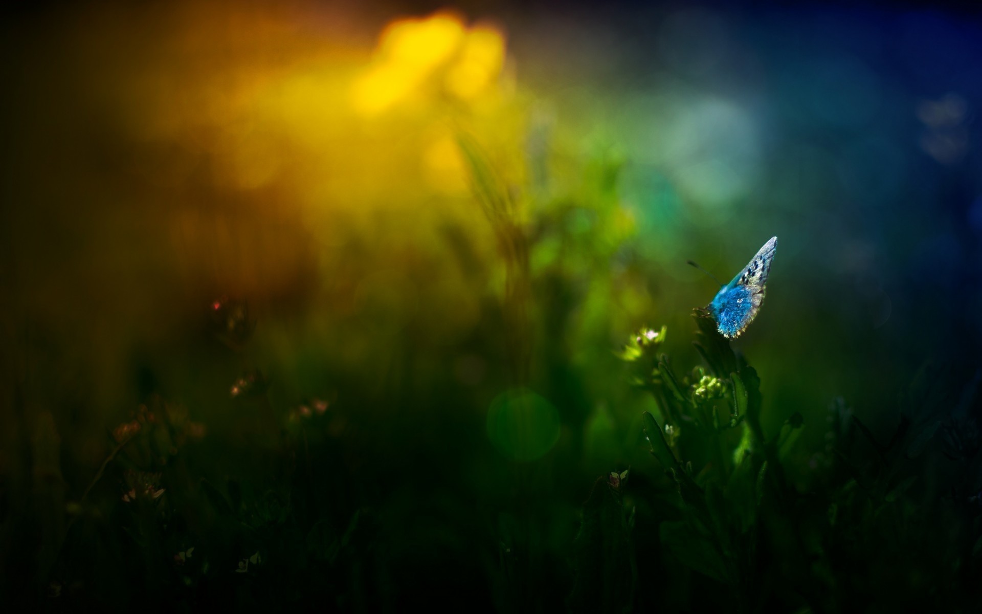 insects grass dawn flower hayfield field sun light landscape nature blur fair weather garden summer outdoors flora sunset grassland lawn sky butterfly flowers