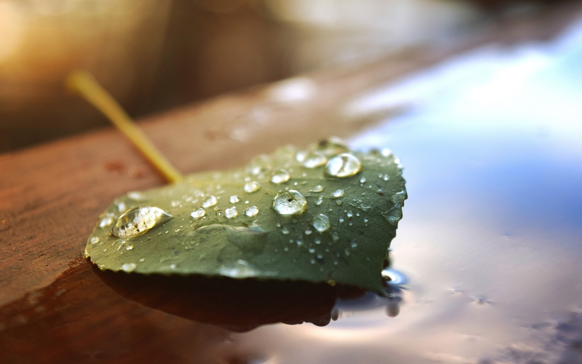 plants water drop rain blur nature wet leaf food drops