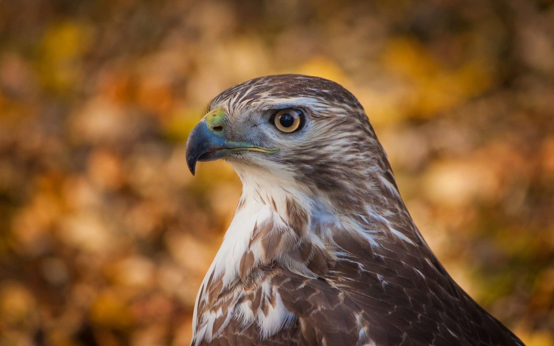 aves de rapina raptor águia pássaro vida selvagem falcão presa falcoaria falcão natureza pena predador bico animal caçador águia de cabeça branca majestoso olho avian ao ar livre