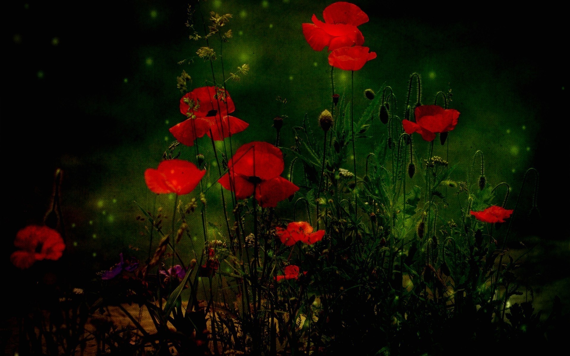 blumen blume poppy flora natur garten farbe feld blatt gras heuhaufen sommer jahreszeit blumen blühen im freien wachstum mohnblumen