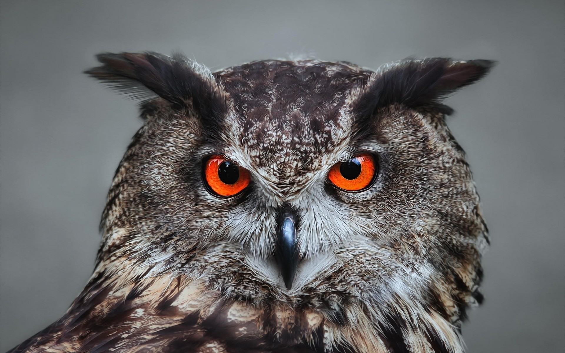 owl raptor bird wildlife portrait prey animal eagle eye feather beak hunter falconry nature predator avian wild wise