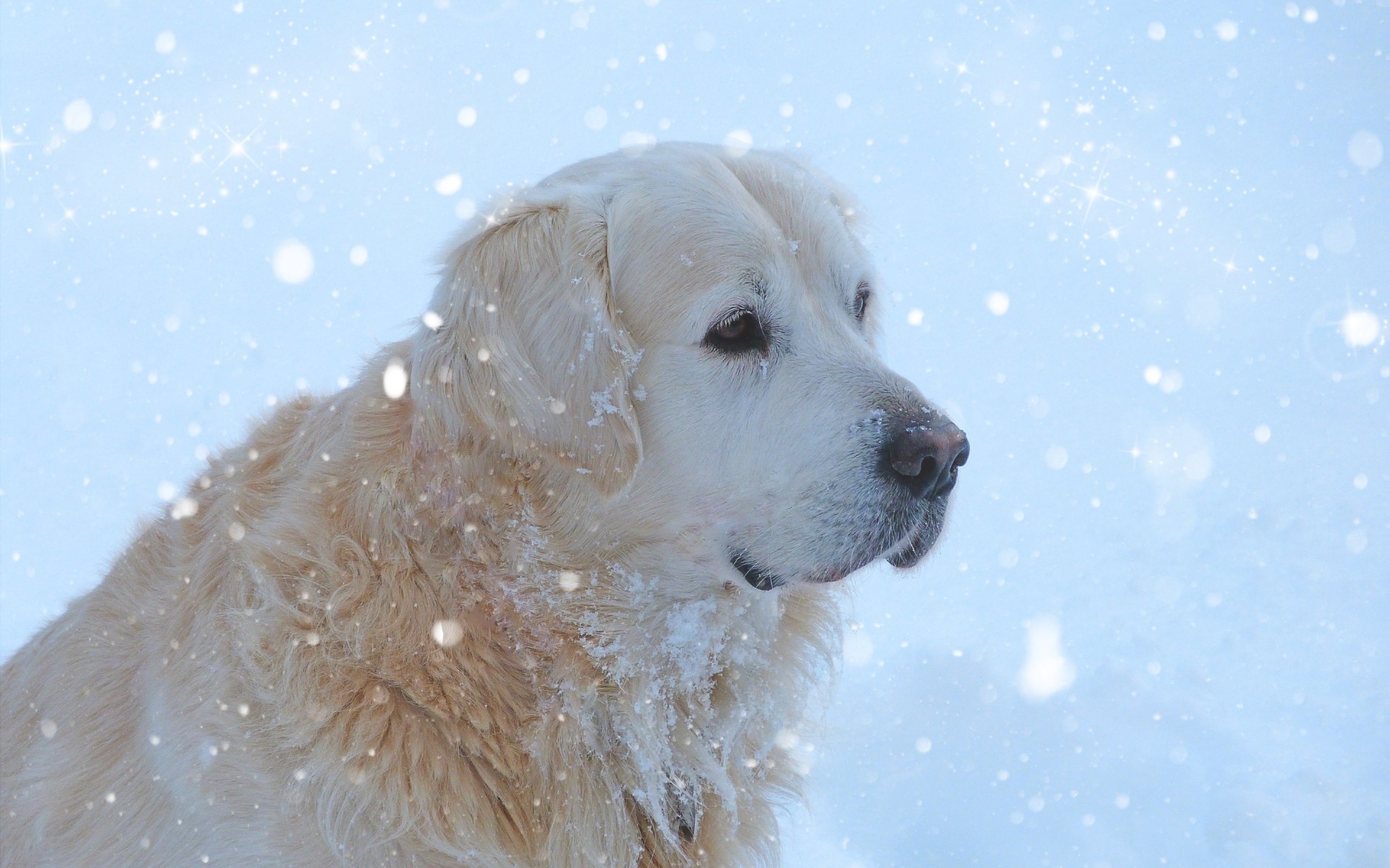 dogs snow winter one cold portrait mammal dog pet cute outdoors nature canine golden retriever