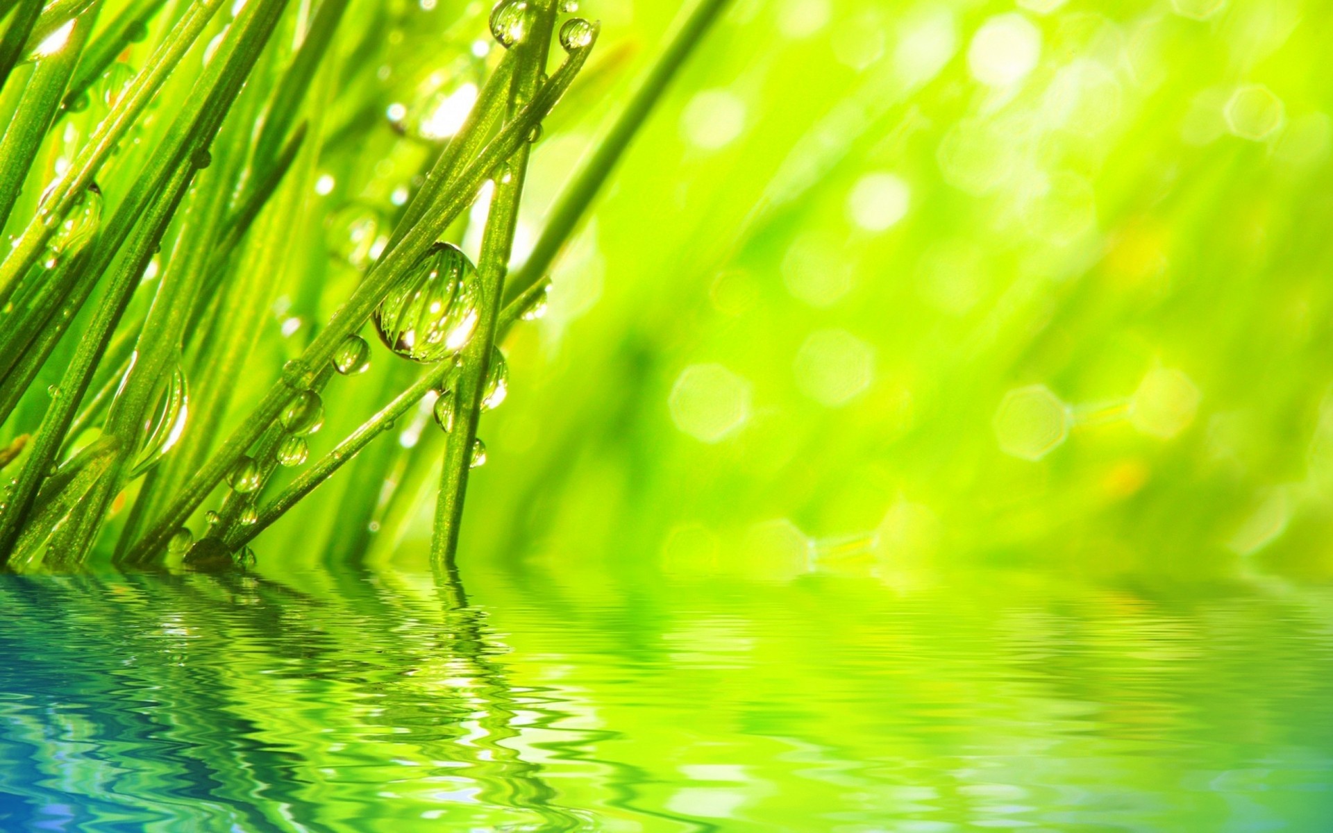 plants rain leaf dew flora drop growth lush environment garden nature droplet lawn grass freshness summer wet abstract bright ecology water drops