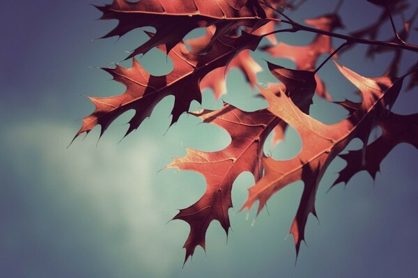 Picture of the desktop autumn leaf