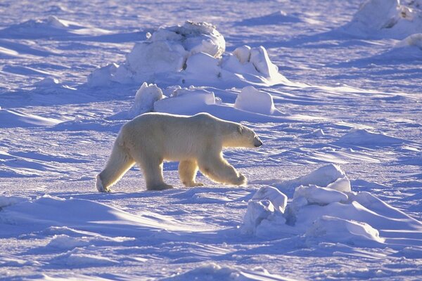 A polar bear in the snow is in a hurry somewhere