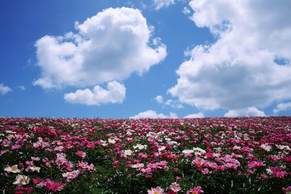 Field transparent air fragrance of flowers