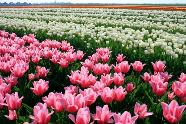 Field of pink, white, orange tulips