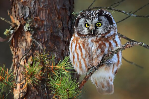 An owl is sitting on a tree