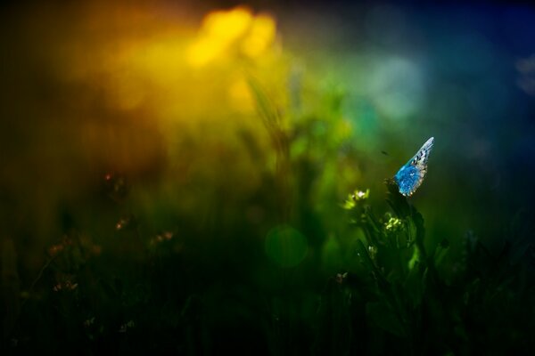 Fleur d insecte de l aube dans l herbe