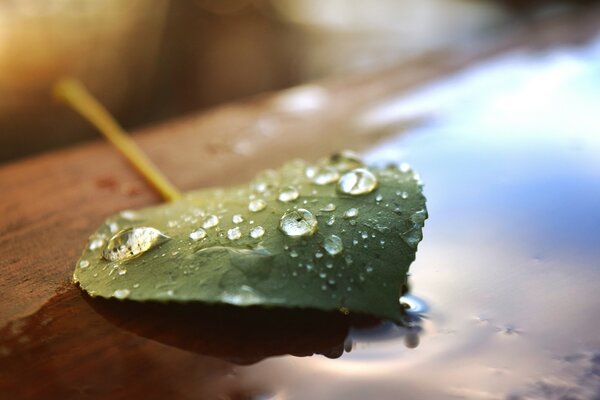 A fallen leaf with a race on a puddle with a reflection