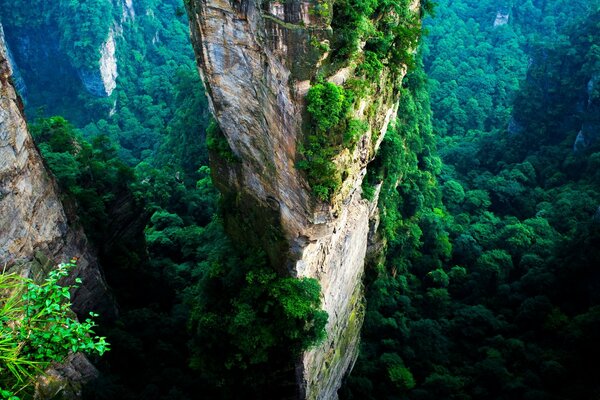 Arbres sur fond de paysage de montagne