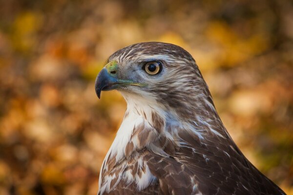 L aigle est un oiseau de proie