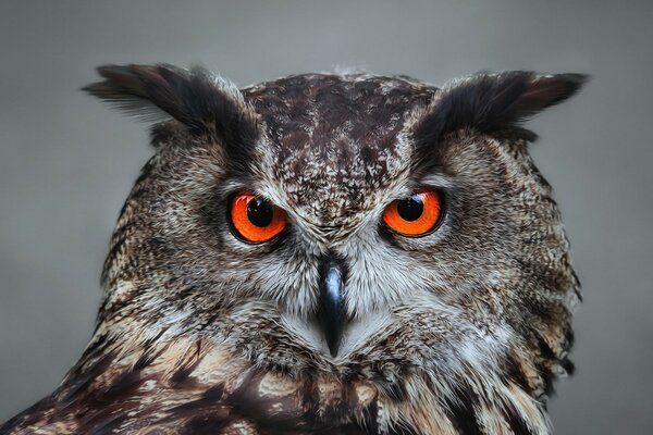 Regard de hibou bouchent