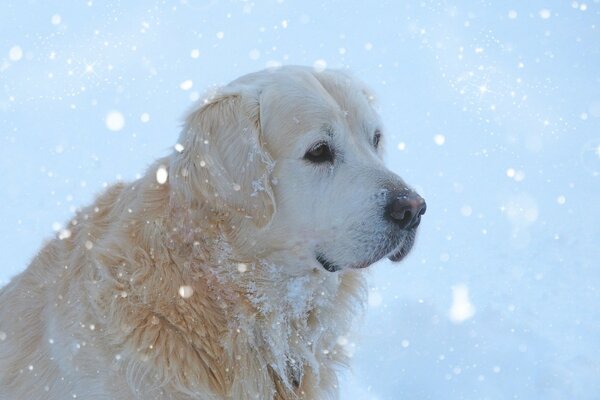 Retrato de un perro mamífero de color blanco sobre un fondo de nieve