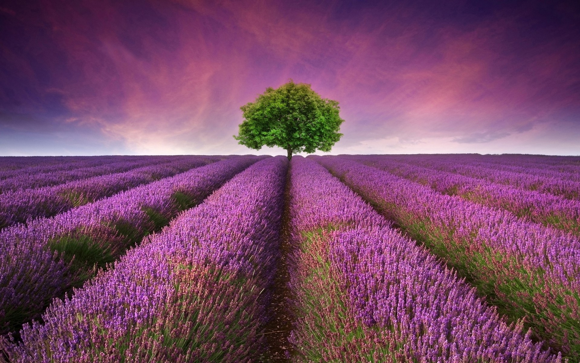 blumen blume landschaft natur im freien feld lavendel wachstum sommer landwirtschaft landschaft ländlichen sonnenuntergang flora himmel fülle bauernhof bebautes land farbe baum