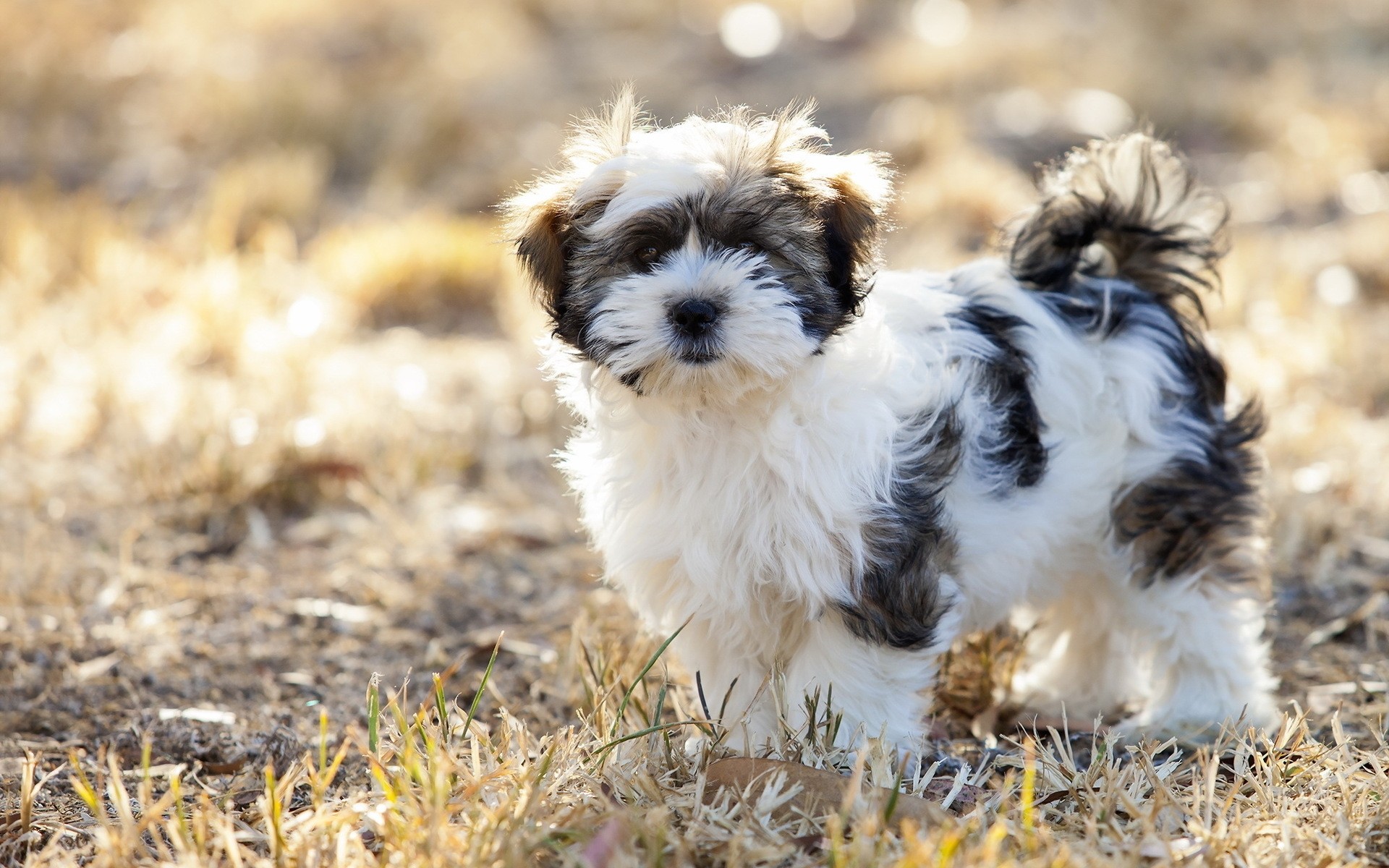 dogs animal dog cute mammal nature pet little grass fur outdoors portrait canine puppy fluffy dog cute dog