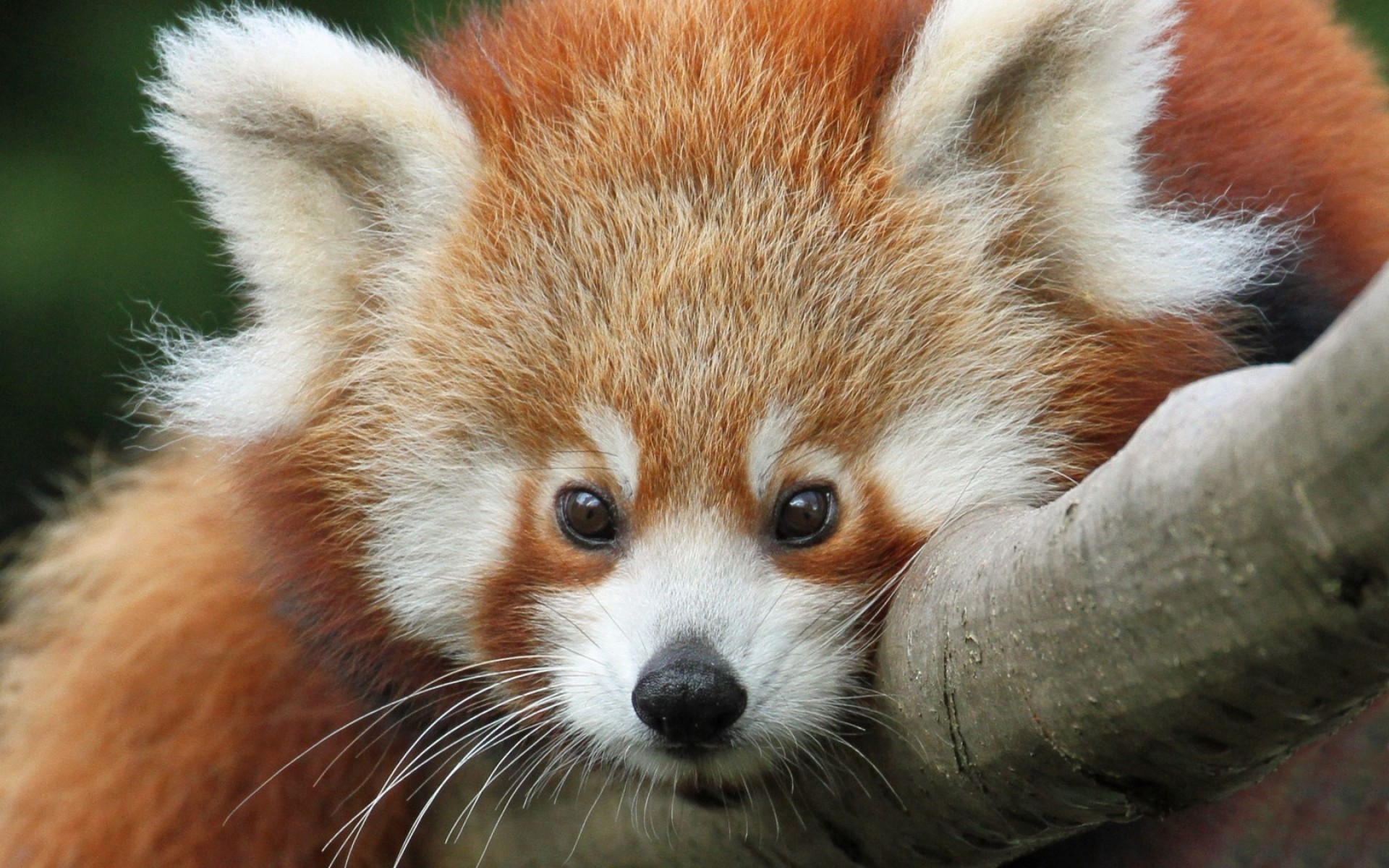 zwierzęta ssak zwierzę dzika przyroda śliczne futro dziki natura mało puchatek lis zoo puszysty portret panda