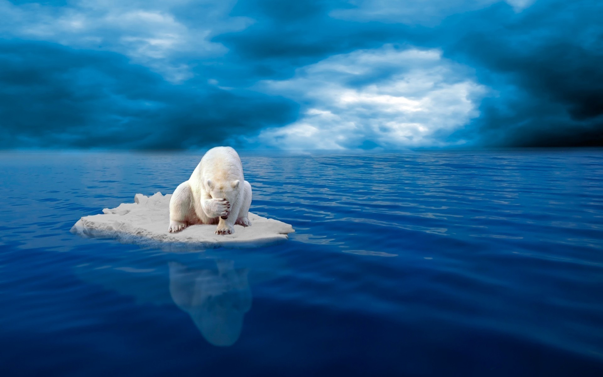 tiere wasser meer ozean natur im freien reisen schwimmen himmel eisbär