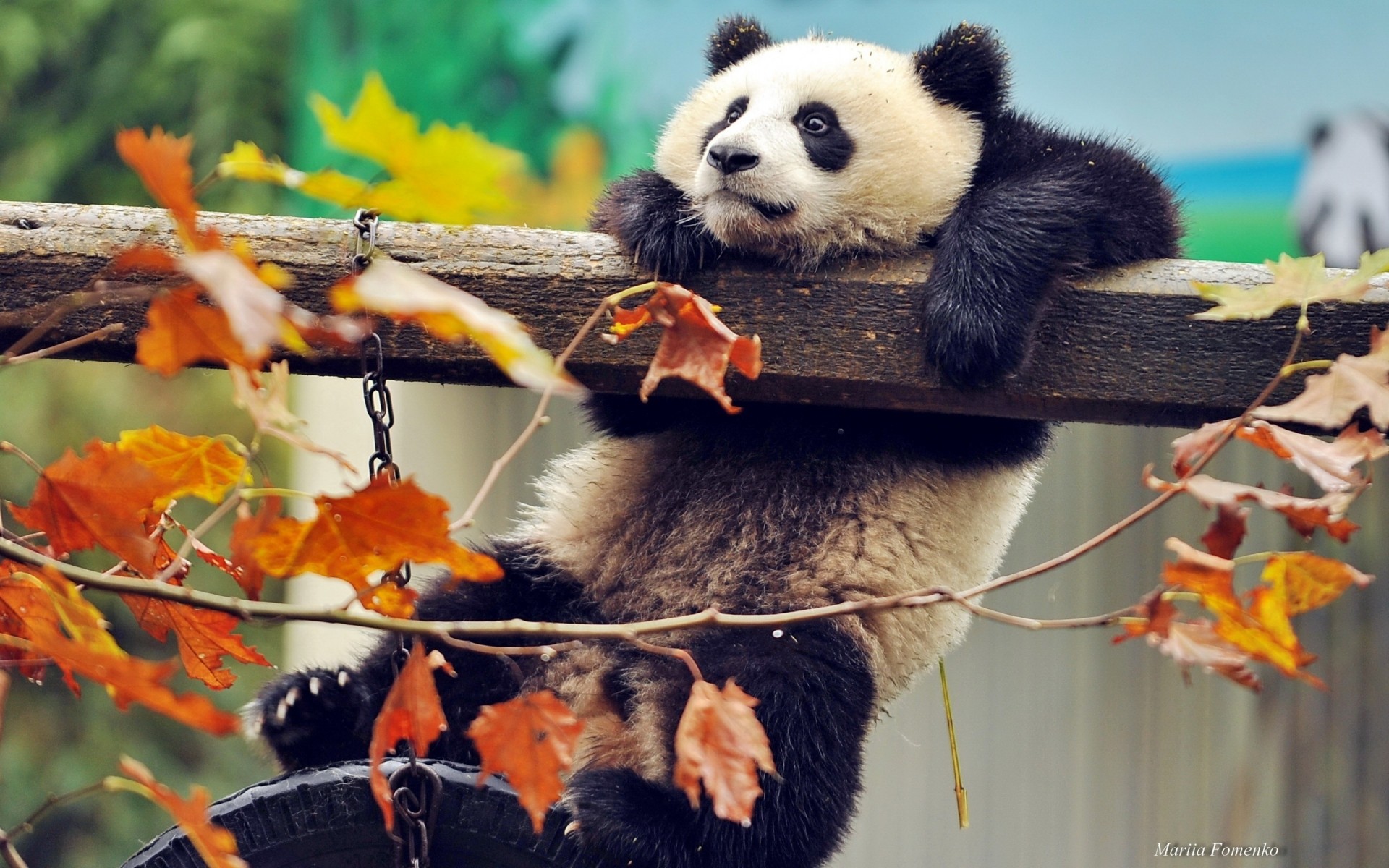 animals outdoors nature mammal wildlife fall panda bear panda baby panda