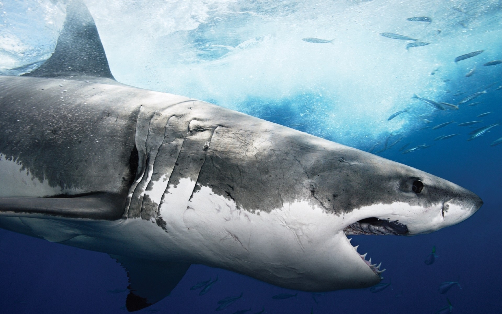 animaux marins requin sous-marin ventilateur poissons baleine eau océan natation unique mer dauphin mammifère lumière du jour faune fin vue latérale requin blanc