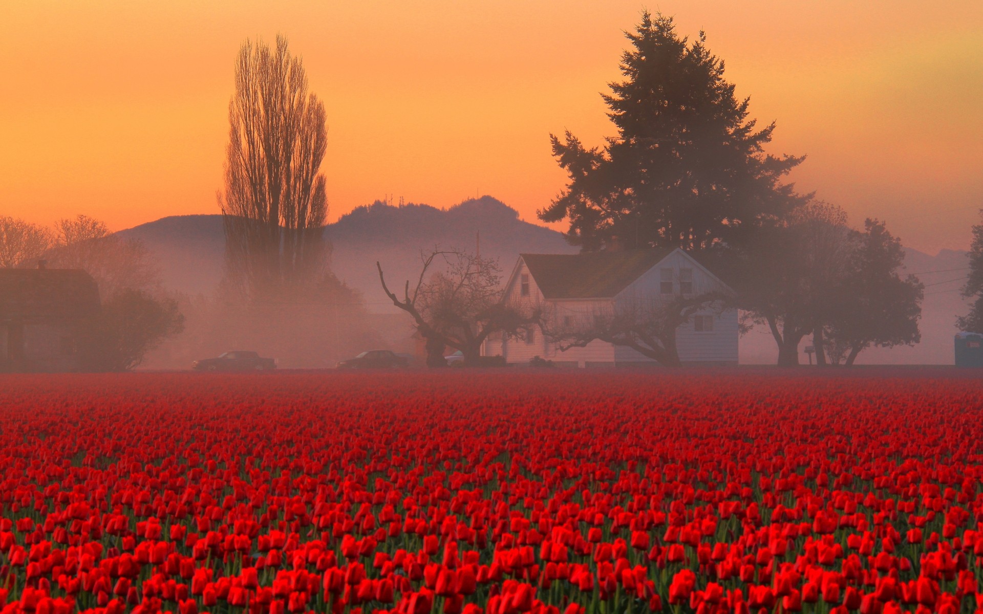 flowers landscape agriculture flower field poppy sunset farm dawn outdoors cropland tree country nature tulips red tulips house mountains