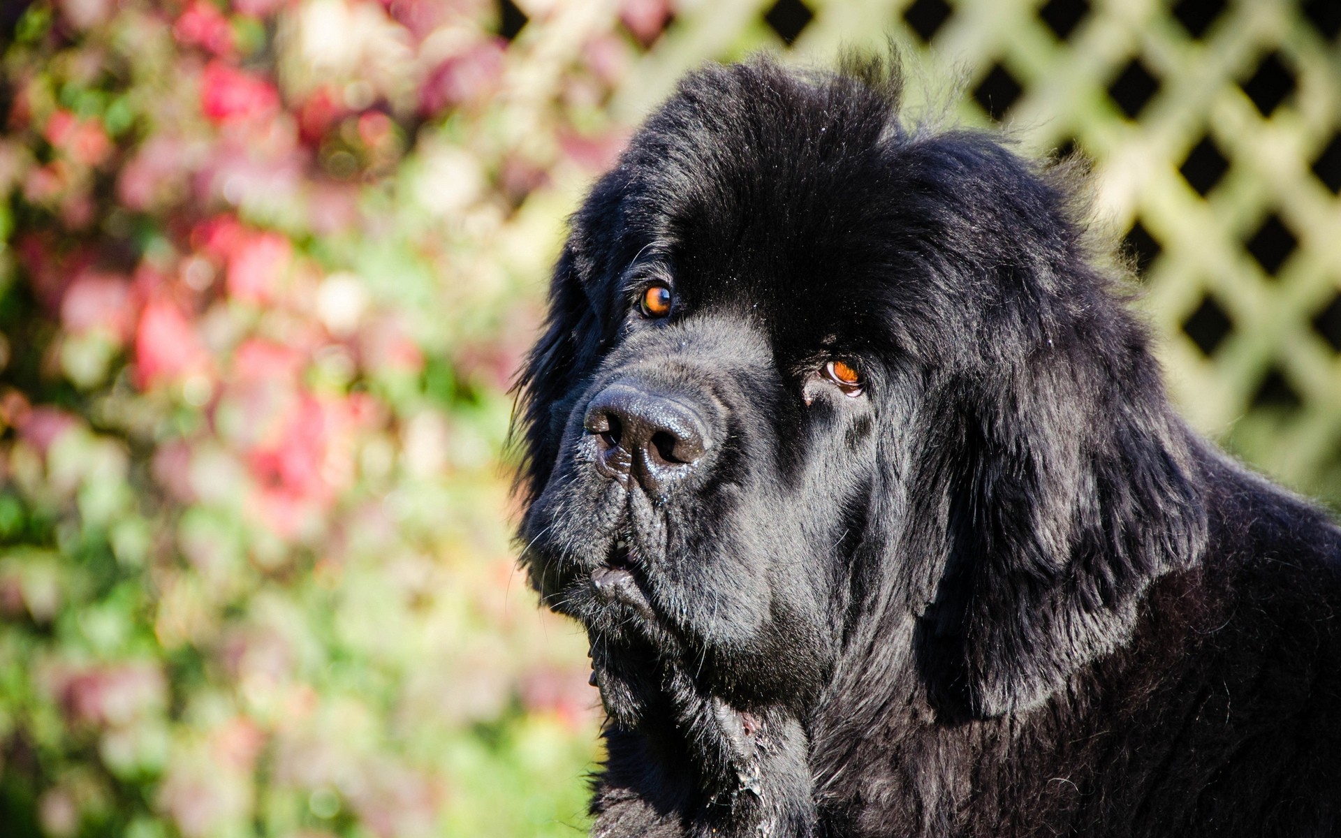 cane cane animale ritratto mammifero carino animale domestico cane visualizzazione cucciolo terranova