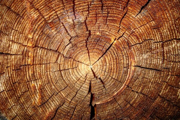 An old tree felled by woodcutters