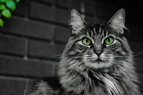 Grey cat with green eyes by the wall