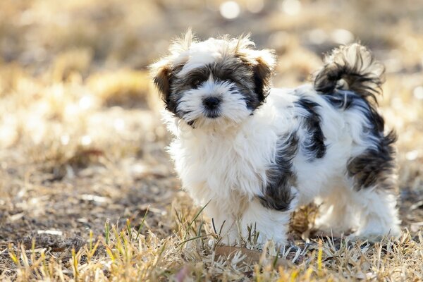 Petit chien moelleux sous le soleil