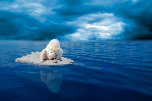 A polar bear is floating on an ice floe