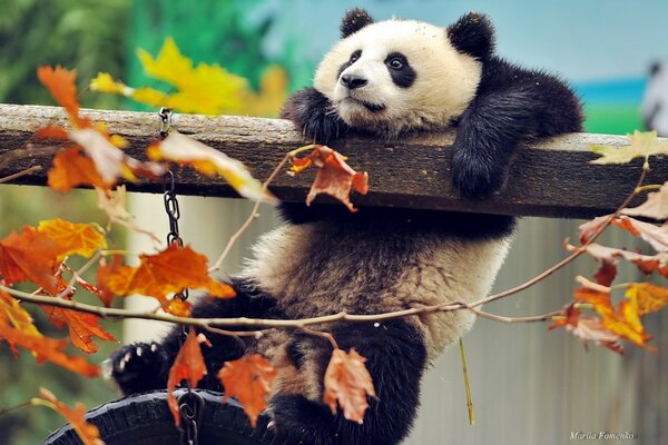 Panda dans le zoo Monte une balançoire