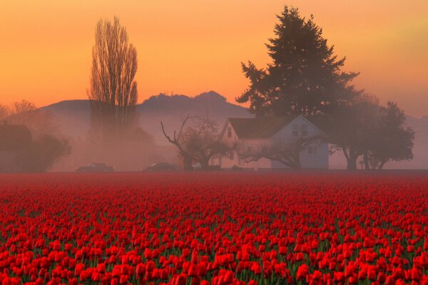 A field with red flowers on a background of trees and a hill