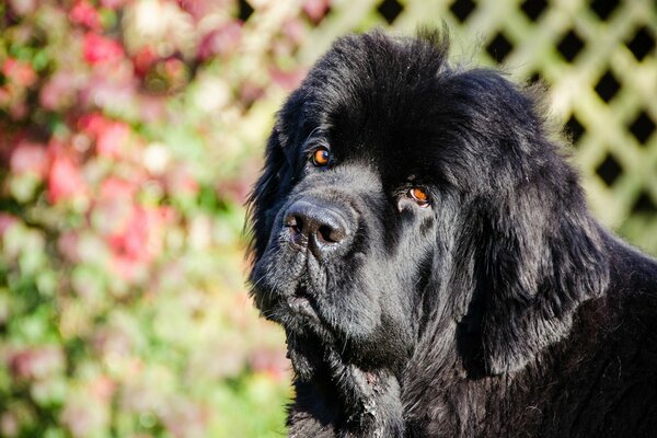 Black dog adult sitting watching