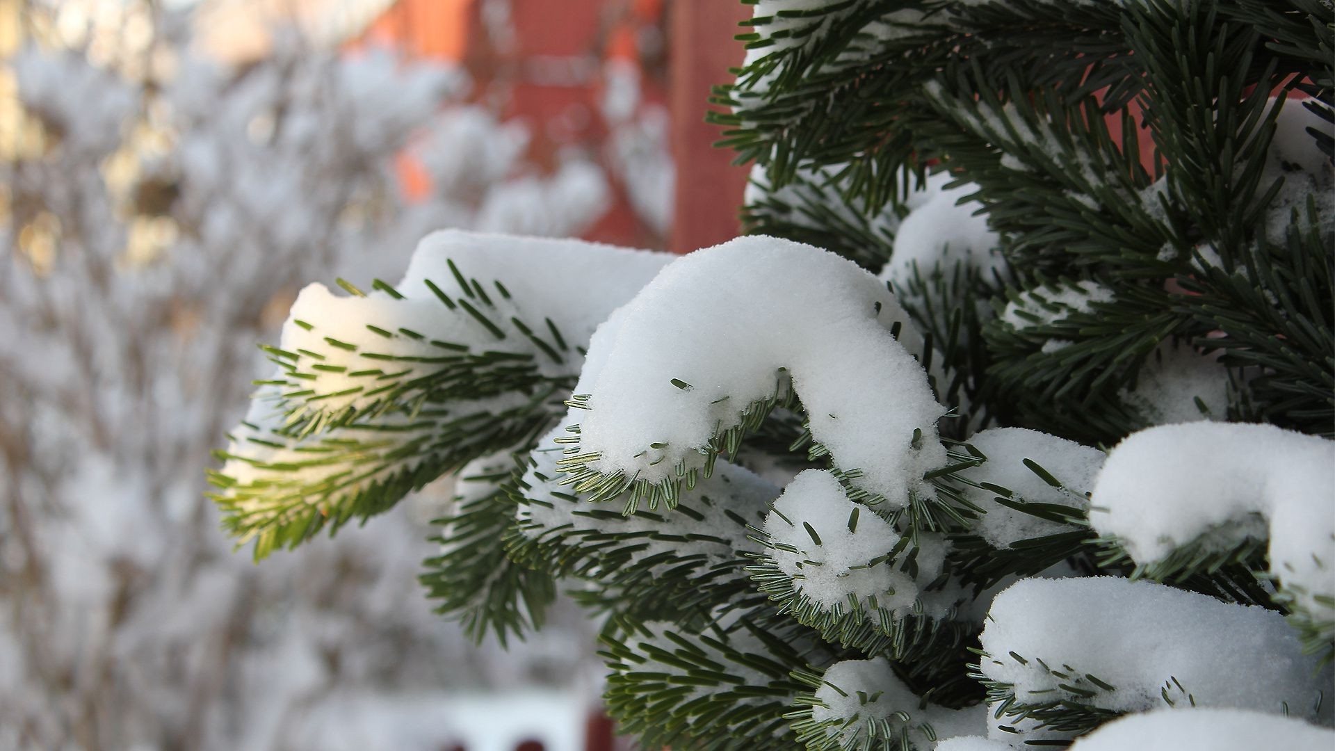 inverno natale albero pino abete abete ago vacanza decorazione stagione ramo evergreen conifere neve albero di natale conifere interior design merry brilla