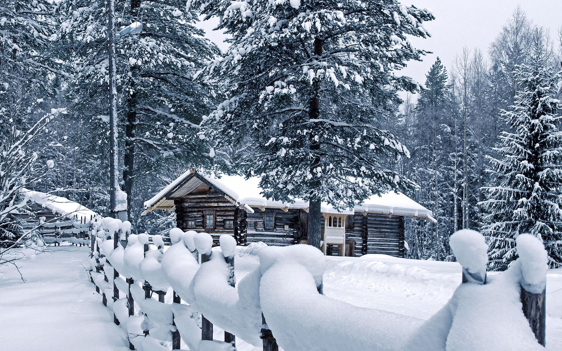 kış kar ahşap soğuk ağaç dağlar frost donmuş buz manzara resort doğal