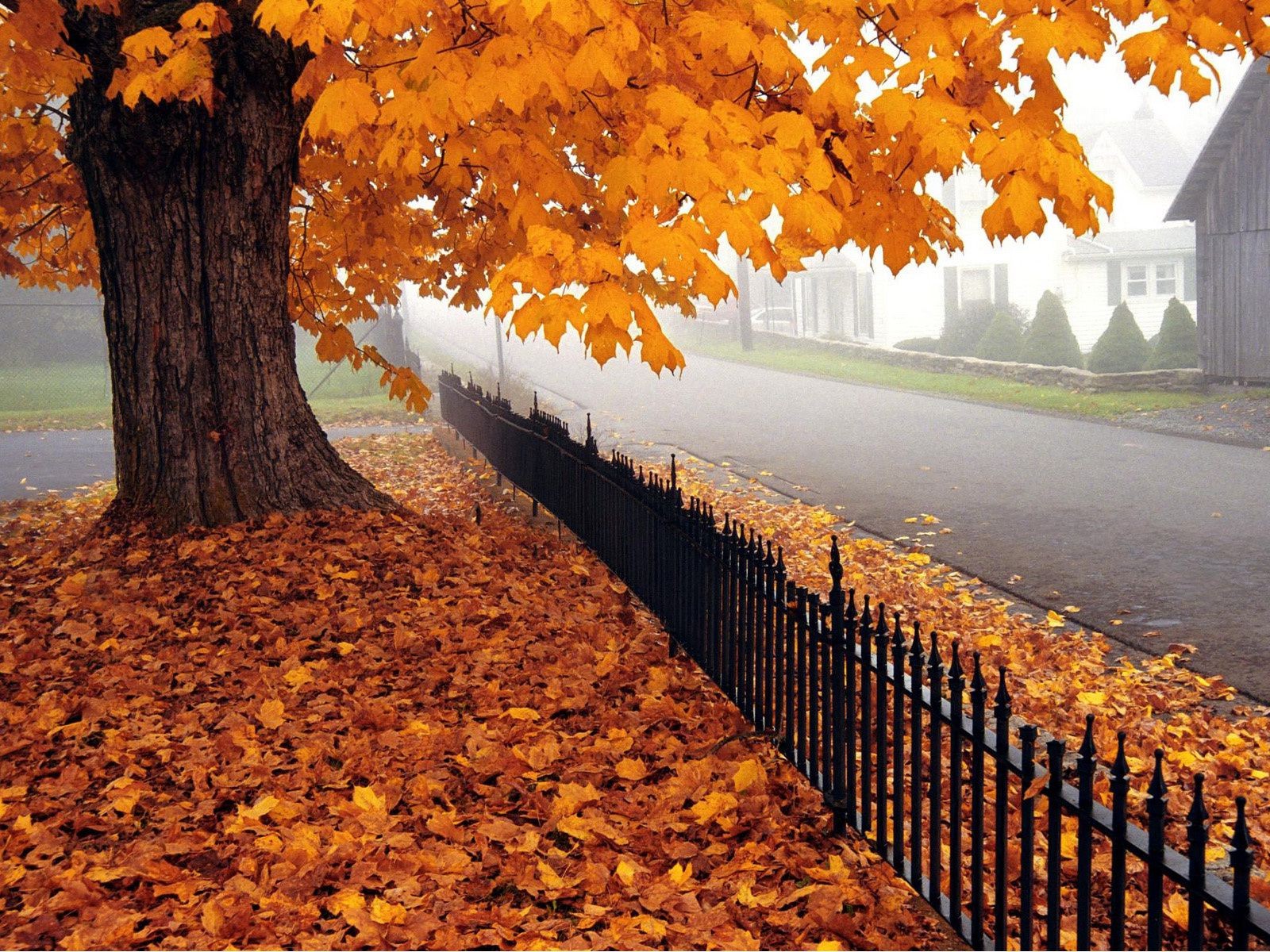 autumn fall tree leaf maple wood outdoors season nature landscape park gold change daylight